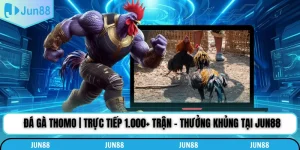 Đá Gà Thomo | Trực Tiếp 1.000+ Trận - Thưởng Khủng Tại Jun88