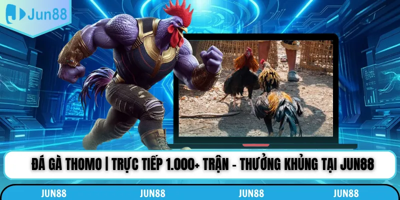 Đá Gà Thomo | Trực Tiếp 1.000+ Trận - Thưởng Khủng Tại Jun88